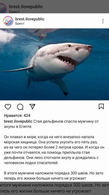 Очередное нападение акулы в Египте смотреть онлайн