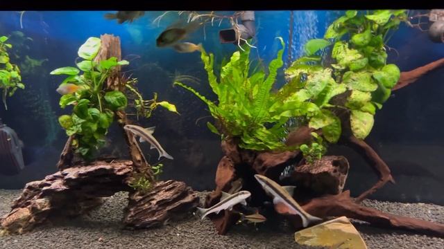 Why I’m taking a break from Discus Fish… смотреть онлайн