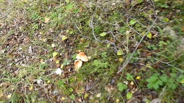 ДУШУ СПАСАЮЩИЕ МУХОМОРЫ