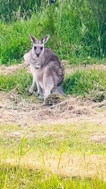 [Kangaroo]Look so cool😎 #nature #wildlife #animals #cute смотреть онлайн