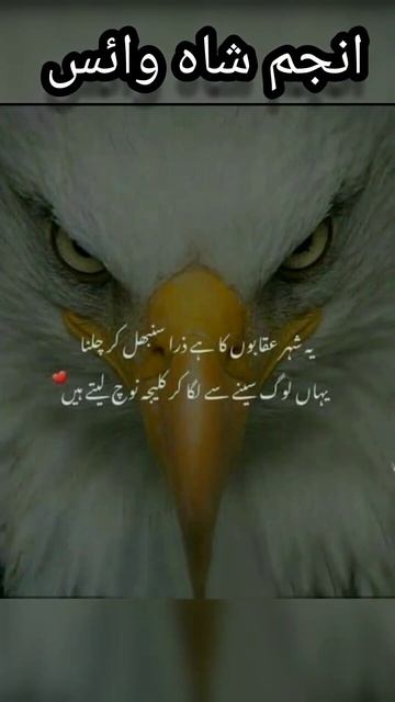 The Most Beautiful Quotes Poetry By Anjum Shah Voice