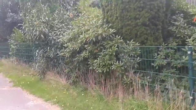 Деревенька под утёсом Кукуруза под силос смотреть онлайн