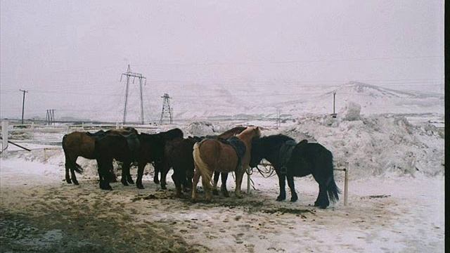 ISLANDICA Saga Songs // RÖMM ER SÚ TAUG