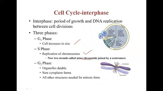 Cell Cycle, Cell Division and cell cycle check points (cyclins) смотреть онлайн