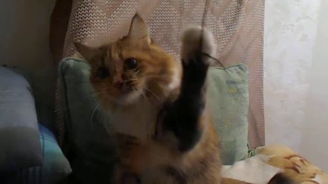 Игрунья:) Кошка Подушка. смотреть онлайн