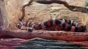 Ева и Мама/ЗоопаркРио