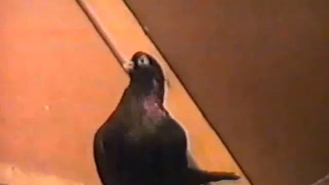 Кременчугские и крюковские голуби. смотреть онлайн