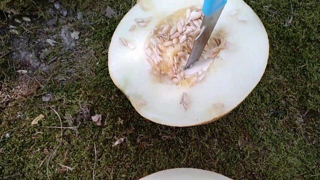 Лесная дыня🍈 смотреть онлайн