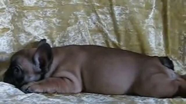 Мартышка Роза!!! смотреть онлайн