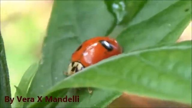* JOANINHA E FORMIGUINHA * * LADYBIRD AND LITTLE ANT * смотреть онлайн