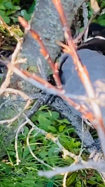 Klark's Nutcracker #birds смотреть онлайн