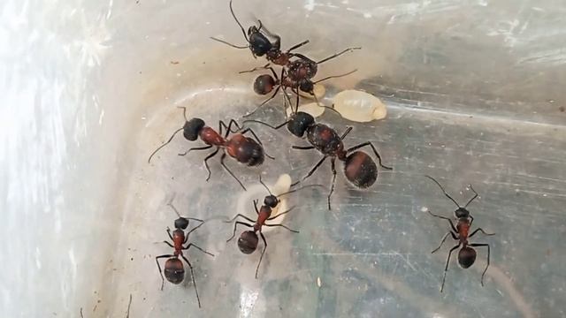 Camponotus Xiangbang 1Queen And 100 Worker! смотреть онлайн