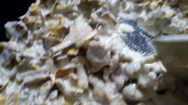 готовим грибы смотреть онлайн