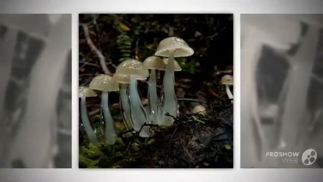 Roridomyces - fungi kingdom смотреть онлайн
