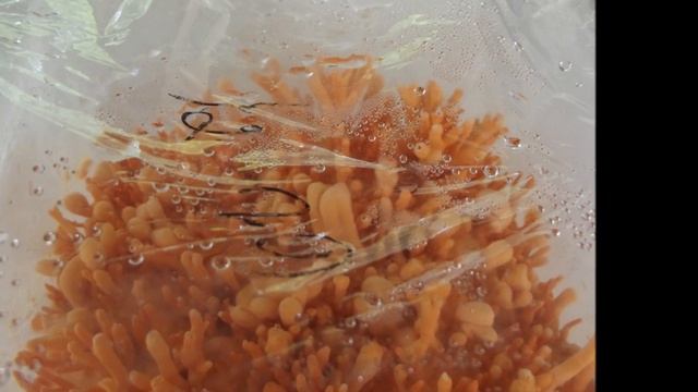 Thailand, RSTDC : Cordyceps Mushroom Growing in Chiangmai смотреть онлайн