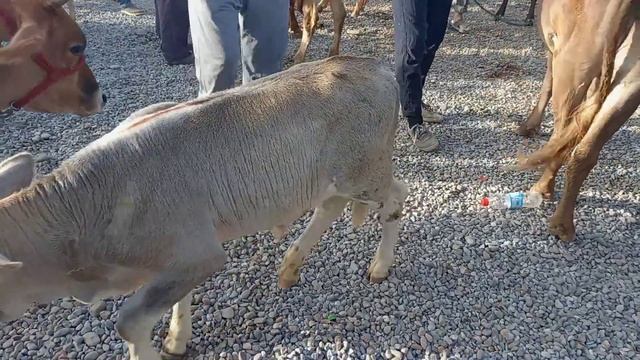 6 августа 2023 Г. ЯКШАНБЕБОЗОРИ Н. ФАРХОР смотреть онлайн