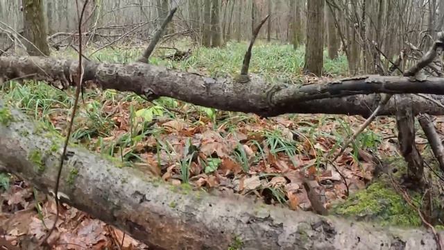 ГРИБНИК НЕ ОЖИДАЛ УВИДЕТЬ СТОЛЬКО ГРИБОВ!!!Сбор грибов перед снегом