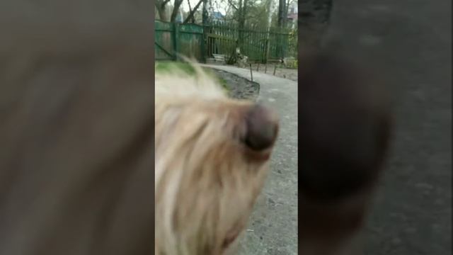 Чижика зелье( вторая серия) смотреть онлайн