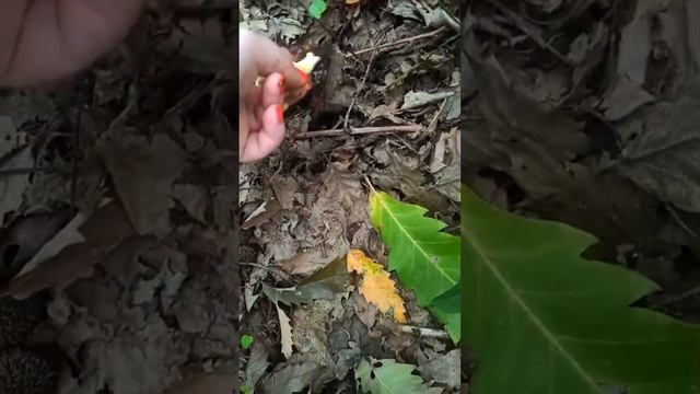 different types of mushroom Azerbaijan travel смотреть онлайн