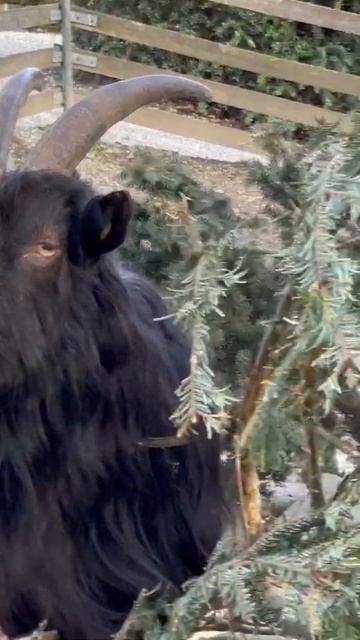 Goat 🐐 are cutieee смотреть онлайн