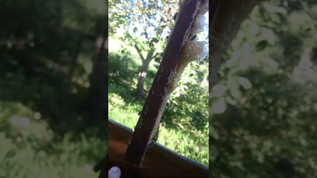 Пересаживаю пойманный рой.