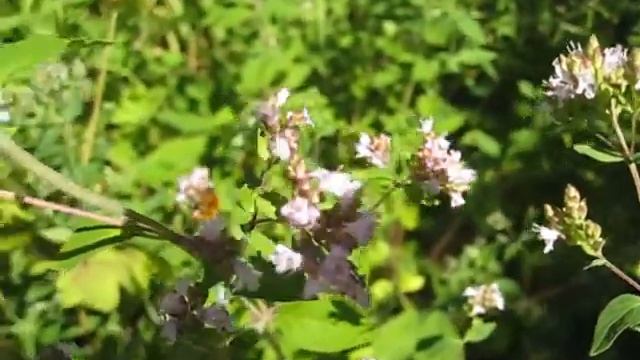 Bumbling Bumblebee смотреть онлайн