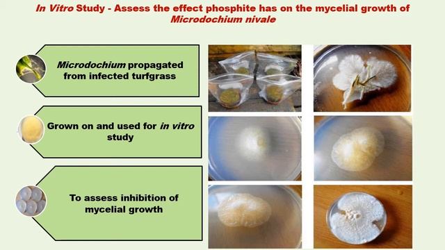 The Role of Phosphite in Turfgrass Management