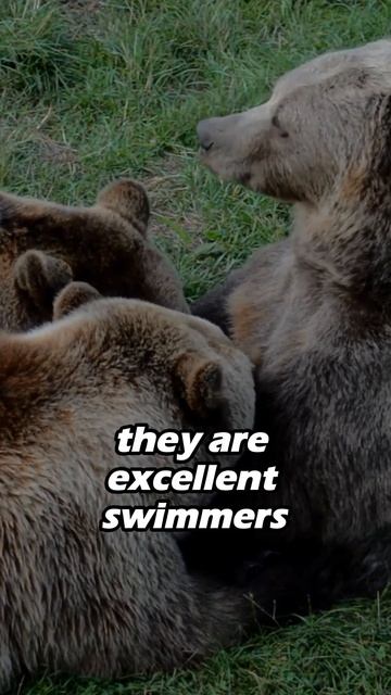 The Tenacious Polar Bear: Surviving and Thriving in the Arctic Wilderness смотреть онлайн
