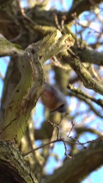 Nuthatch смотреть онлайн