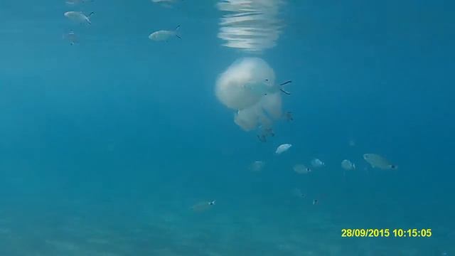 Medusa Rhizostoma pulmo смотреть онлайн