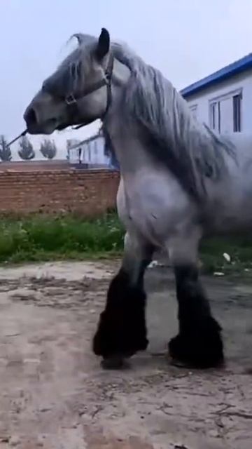 احسن نوع حصان في الكوكب الذي نعيش فيه 🐎🦄 смотреть онлайн