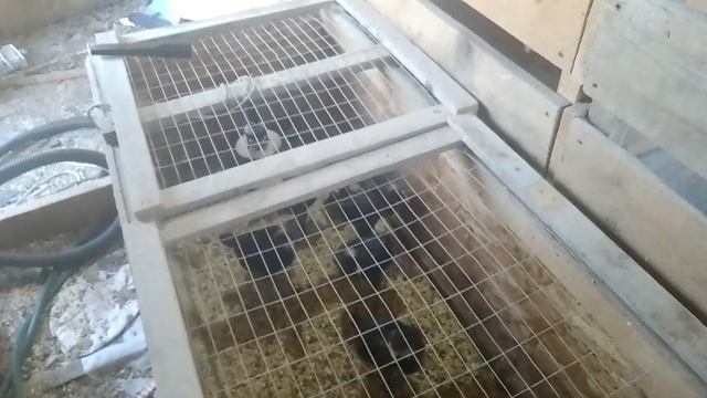 Пора готовить сарай для новых жильцов смотреть онлайн