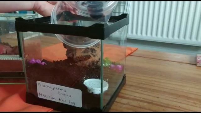 Brachypelma Emilia rehouse ( with the crafty cockney ) смотреть онлайн