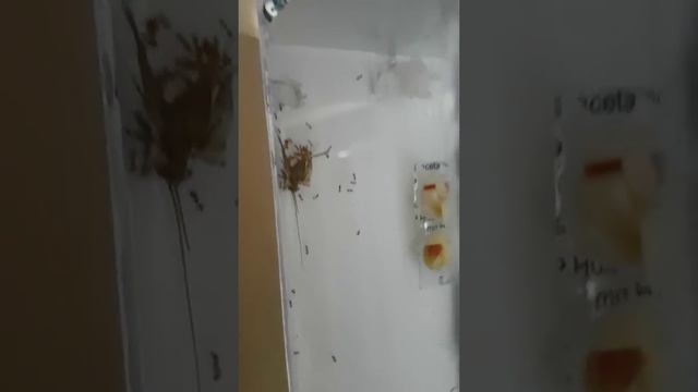 pheidole pallidula diner fest смотреть онлайн