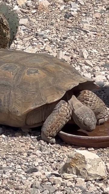 Tortoise #tortoise #reptile #youtubeshorts #shorts #short #fyp #cuteanimals #animallover смотреть онлайн