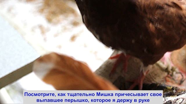 Мишкины перышки смотреть онлайн