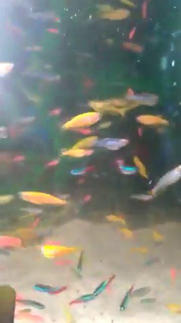 Неоны и данио гло смотреть онлайн