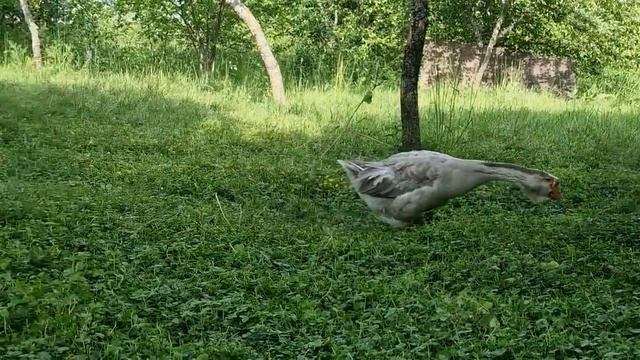 Мои холмогоры в июне, 24год. После племенного сезона немного потрепанные) смотреть онлайн