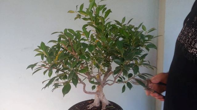 #ficusretusa, Bu  Ağaç Efsane Olacak