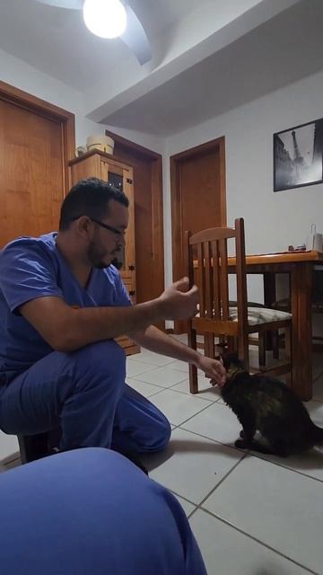 insuficiência renal em gatos смотреть онлайн