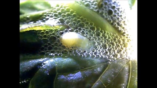 Sputacchita (Philaenus spumarius) смотреть онлайн