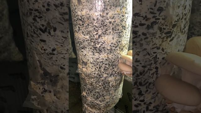 Развитие вешенки//сколько снял, и продал смотреть онлайн