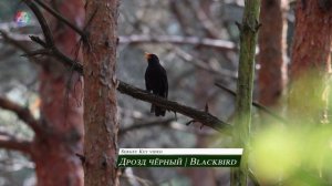 Звуки весеннего леса | Голоса птиц | Апрель