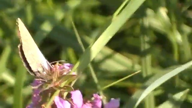 Cyaniris semiargus klaverblauwtje смотреть онлайн