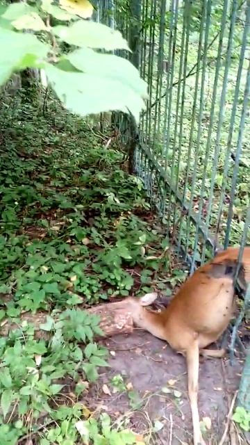 Лес под Калугой смотреть онлайн