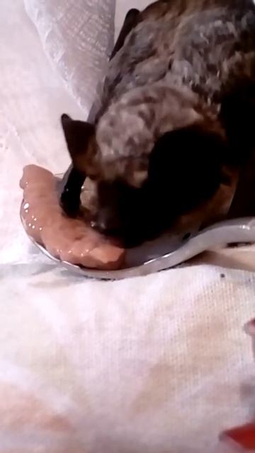 Мой карликовый нетопырь Мимимиша. смотреть онлайн