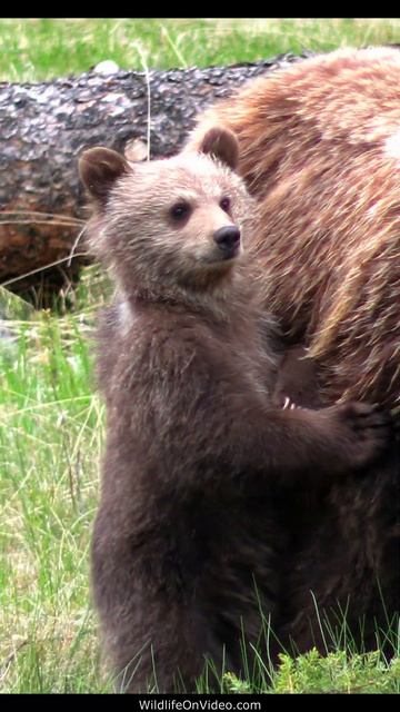 Cuddly Grizzly Bear Cub смотреть онлайн