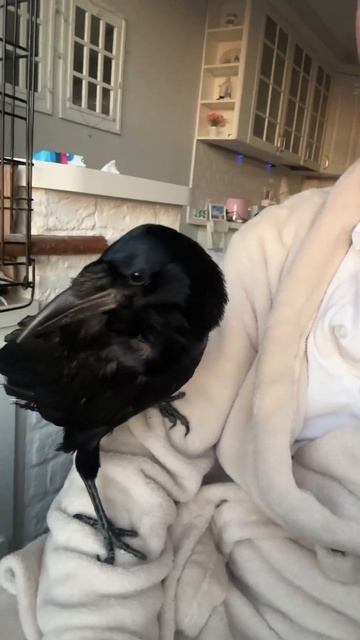 Всё, адаптировался! #ручнойграч #домашнийграч #грачдома #грач #воронадома #ручнаяворона #ворон смотреть онлайн