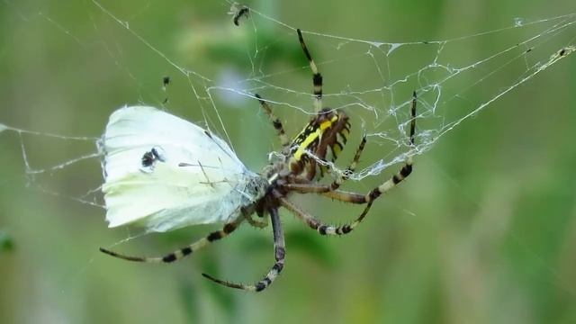 Tigrasti pauk , Agriope bruennichi ,Wasp spider -- Croatia смотреть онлайн