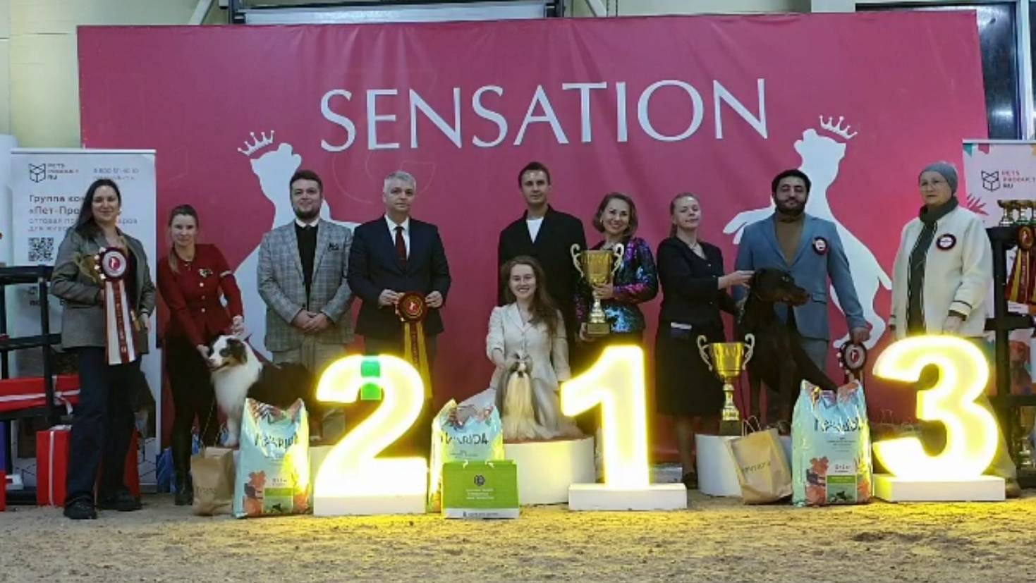 02.02.2025, СПб. Клуб "Сенсация-2" (РКФ, РФСС). Выставка собак "СЕНСАЦИЯ-2" (САС, ЧРКФ) смотреть онлайн